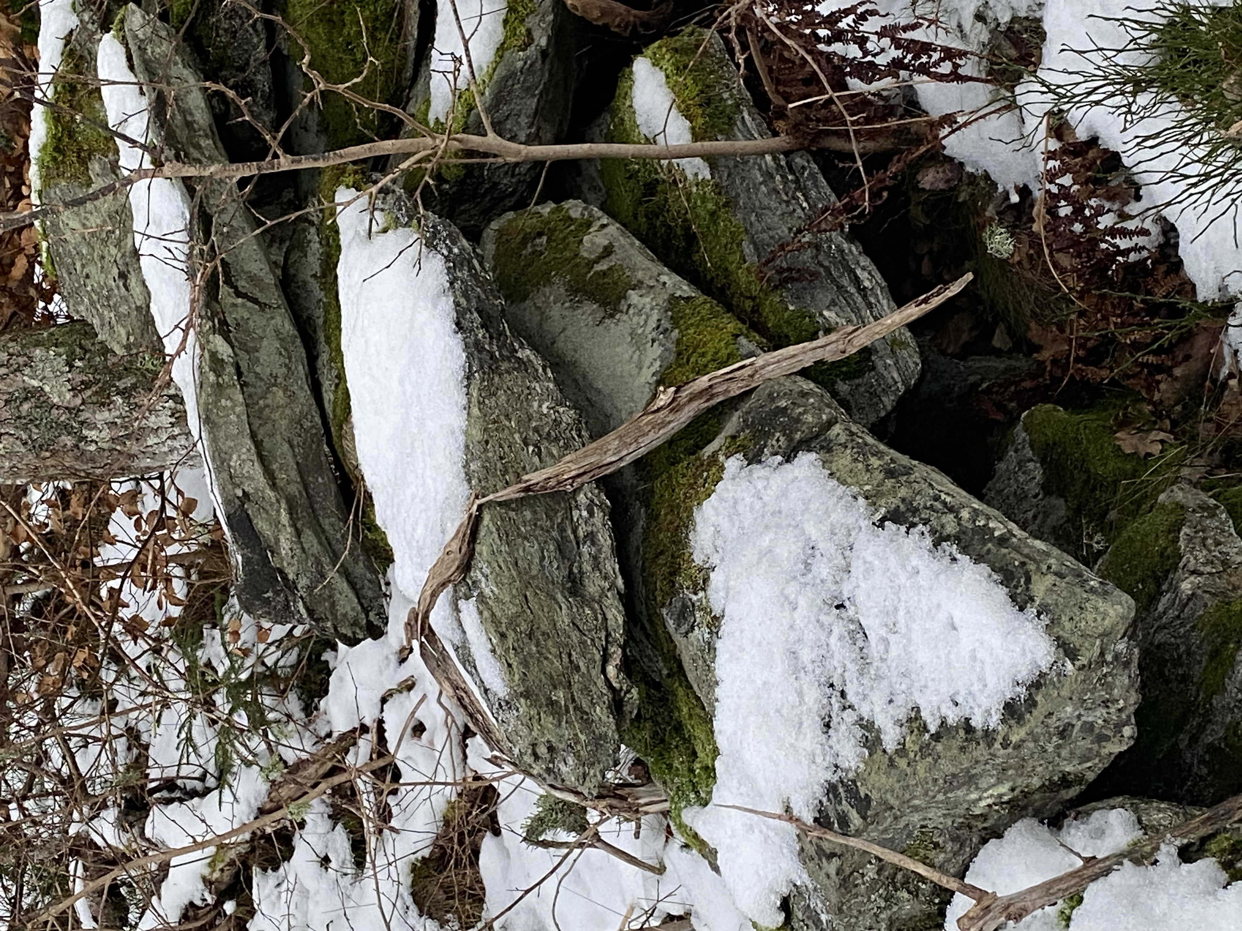 IMG_9266.jpeg